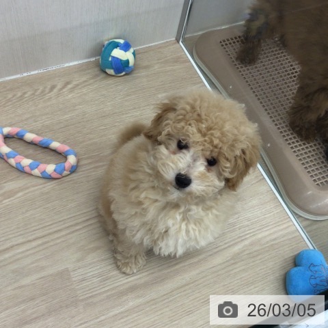 埼玉県のトイプードル(トイ) (ペットプラス 八潮店/2025年12月8日生まれ/男の子/クリーム)の子犬の3枚目の画像