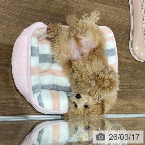 埼玉県のトイプードル(トイ) (ペッツワン 吉川美南店/2025年12月8日生まれ/男の子/クリーム)の子犬の4枚目の画像