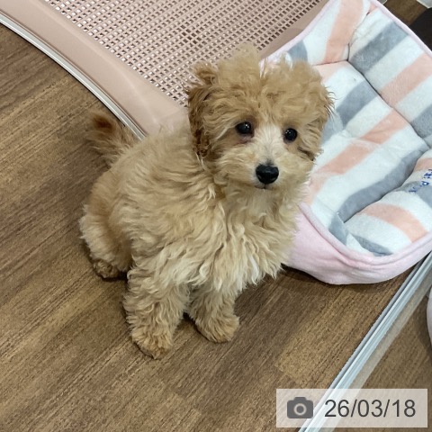 埼玉県のトイプードル(トイ) (ペッツワン 吉川美南店/2025年12月8日生まれ/男の子/クリーム)の子犬の3枚目の画像