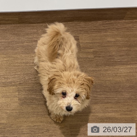 埼玉県のトイプードル(トイ) (ペッツワン 吉川美南店/2025年12月8日生まれ/男の子/クリーム)の子犬の3枚目の画像