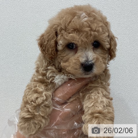 埼玉県のトイプードル(トイ) (ペットプラス ピオニウォーク東松山店/2025年12月7日生まれ/男の子/アプリコット)の子犬の3枚目の画像