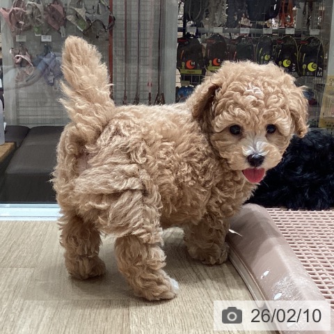 埼玉県のトイプードル(トイ) (ペットプラス ピオニウォーク東松山店/2025年12月7日生まれ/男の子/アプリコット)の子犬の4枚目の画像