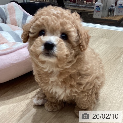 埼玉県のトイプードル(トイ) (ペットプラス ピオニウォーク東松山店/2025年12月7日生まれ/男の子/アプリコット)の子犬の4枚目の画像