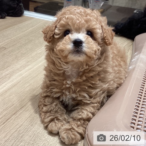 埼玉県のトイプードル(トイ) (ペットプラス ピオニウォーク東松山店/2025年12月7日生まれ/男の子/アプリコット)の子犬の3枚目の画像