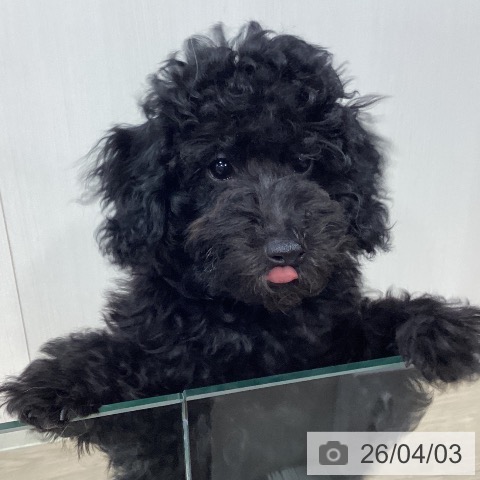 千葉県のトイプードル(トイ) (ペットプラス 柏店/2025年12月7日生まれ/男の子/ブラック)の子犬の4枚目の画像