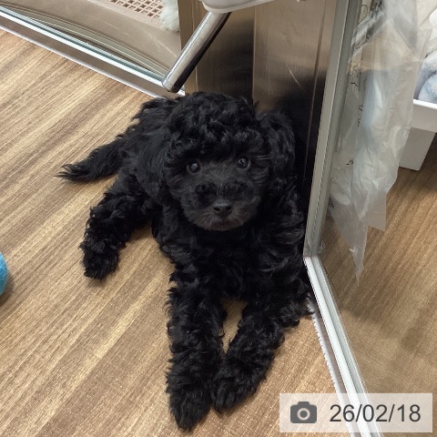 茨城県のトイプードル(トイ) (ペッツワン 阿見店/2025年12月7日生まれ/男の子/ブラック)の子犬の3枚目の画像
