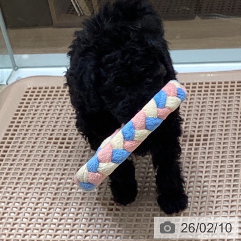 宮城県のトイプードル(トイ) (ペットプラス 名取店/2025年12月7日生まれ/女の子/ブラック)の子犬の4枚目の画像