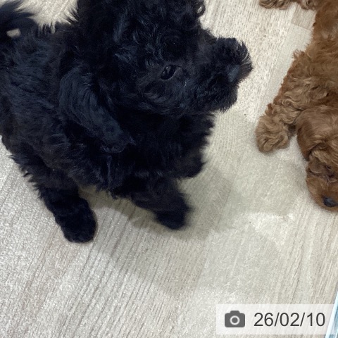 宮城県のトイプードル(トイ) (ペットプラス 名取店/2025年12月7日生まれ/女の子/ブラック)の子犬の3枚目の画像