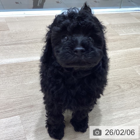 埼玉県のトイプードル(トイ) (ペットプラス ピオニウォーク東松山店/2025年12月7日生まれ/男の子/ブラック)の子犬の4枚目の画像