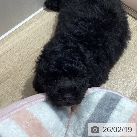 埼玉県のトイプードル(トイ) (ペットプラス ピオニウォーク東松山店/2025年12月7日生まれ/男の子/ブラック)の子犬の4枚目の画像
