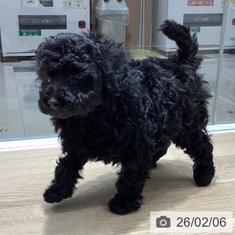 埼玉県のトイプードル(トイ) (ペットプラス ピオニウォーク東松山店/2025年12月7日生まれ/男の子/ブラック)の子犬の3枚目の画像