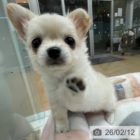 神奈川県のチワワ(ロング) (ペットプラス テラスモール湘南店/2025年12月8日生まれ/女の子/クリーム)の子犬の4枚目の画像