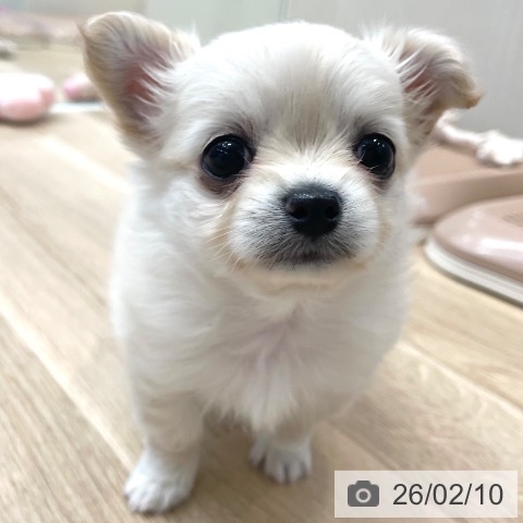 神奈川県のチワワ(ロング) (ペットプラス テラスモール湘南店/2025年12月8日生まれ/女の子/クリーム)の子犬の3枚目の画像