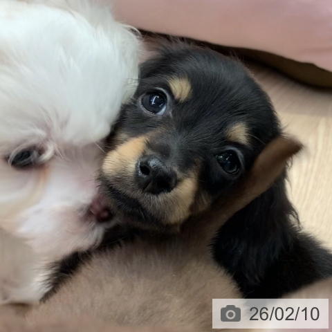 千葉県のカニンヘンダックスフンド(ロング) (ペットプラス 幕張新都心店/2025年12月4日生まれ/女の子/ブラックタン)の子犬の4枚目の画像