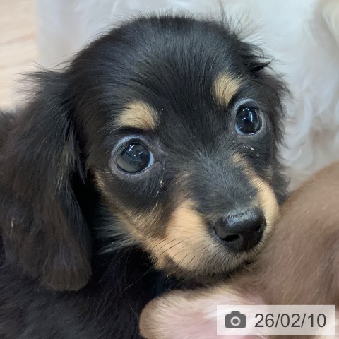 千葉県のカニンヘンダックスフンド(ロング) (ペットプラス 幕張新都心店/2025年12月4日生まれ/女の子/ブラックタン)の子犬の3枚目の画像