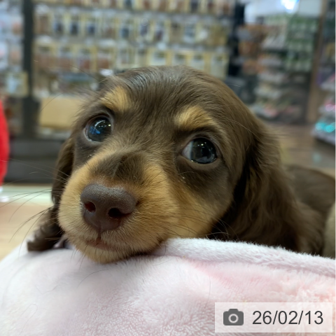 千葉県のミニチュアダックスフンド(ロング) (ペットプラス 幕張新都心店/2025年12月9日生まれ/男の子/チョコレートタン)の子犬の3枚目の画像