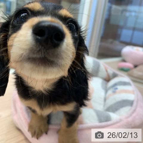 千葉県のミニチュアダックスフンド(ロング) (ペットプラス 幕張新都心店/2025年12月9日生まれ/女の子/ブラックタン)の子犬の4枚目の画像