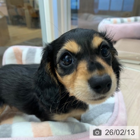 千葉県のミニチュアダックスフンド(ロング) (ペットプラス 幕張新都心店/2025年12月9日生まれ/女の子/ブラックタン)の子犬の3枚目の画像