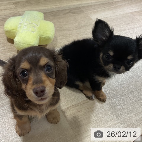 神奈川県のミニチュアダックスフンド(ロング) (ペットプラス 湘南平塚店/2025年12月9日生まれ/女の子/チョコレートタン)の子犬の4枚目の画像