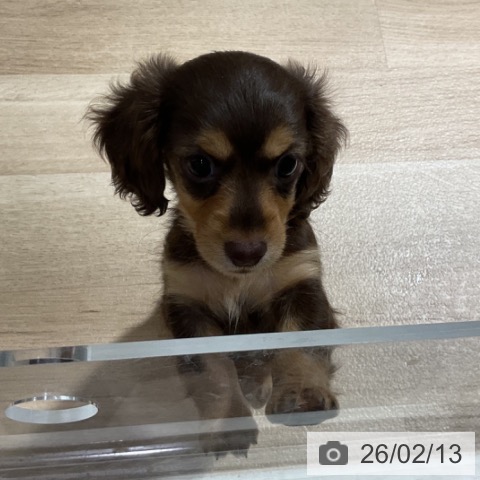 ミニチュア・ダックスフンドの写真