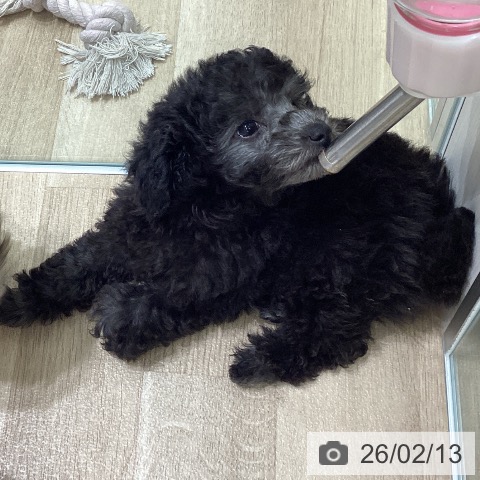 宮城県のトイプードル(トイ) (ペットプラス 名取店/2025年12月9日生まれ/女の子/シルバー)の子犬の4枚目の画像