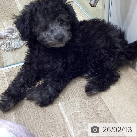 宮城県のトイプードル(トイ) (ペットプラス 名取店/2025年12月9日生まれ/女の子/シルバー)の子犬の3枚目の画像