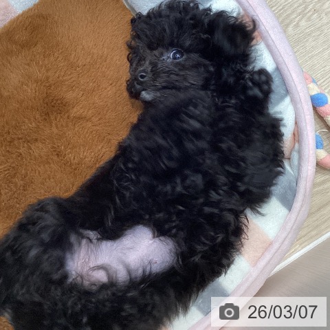 千葉県のトイプードル(トイ) (ペットプラス 柏店/2025年12月9日生まれ/女の子/ブラック)の子犬の4枚目の画像