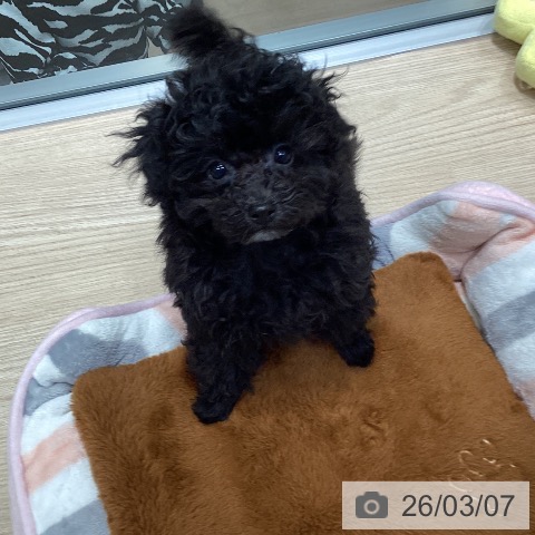 千葉県のトイプードル(トイ) (ペットプラス 柏店/2025年12月9日生まれ/女の子/ブラック)の子犬の3枚目の画像