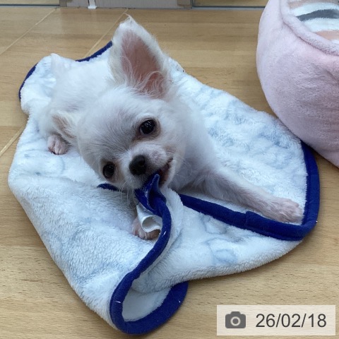 埼玉県のチワワ(ロング) (ペットプラス 羽生店/2025年11月25日生まれ/女の子/ホワイトフォーン)の子犬の4枚目の画像