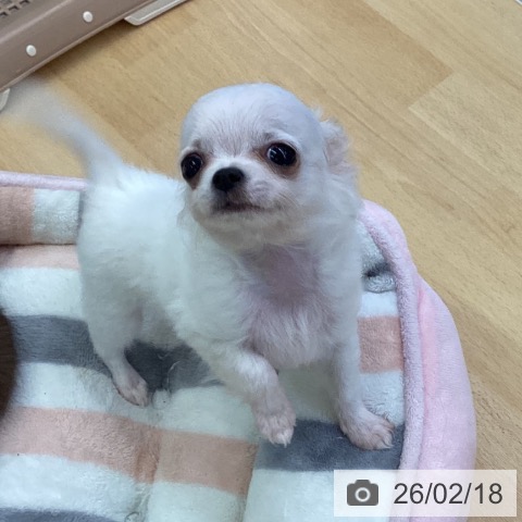 埼玉県のチワワ(ロング) (ペットプラス 羽生店/2025年11月25日生まれ/女の子/ホワイトフォーン)の子犬の3枚目の画像