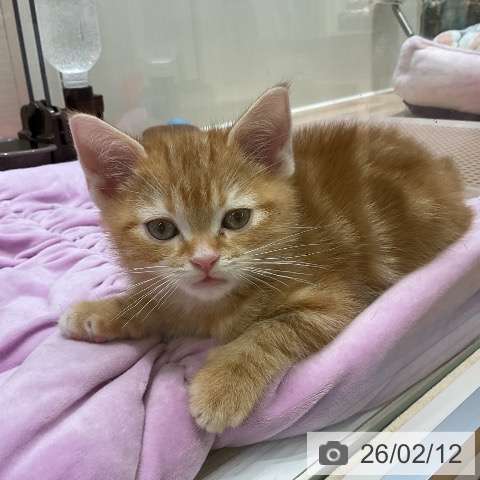 埼玉県のアメリカンショートヘアー (ペットプラス ららぽーと新三郷店/2025年12月6日生まれ/男の子/レッドタビー)の子猫の3枚目の画像