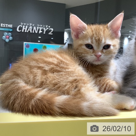 アメリカンショートヘアの写真