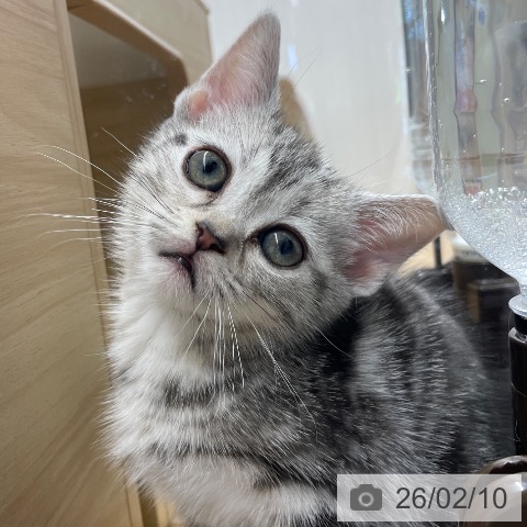 長野県のアメリカンショートヘアー (ペットプラス 須坂店/2025年12月6日生まれ/女の子/シルバーパッチドタビー)の子猫の4枚目の画像