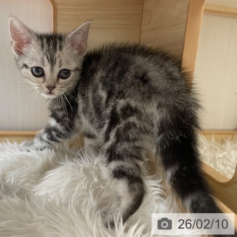 長野県のアメリカンショートヘアー (ペットプラス 須坂店/2025年12月6日生まれ/女の子/シルバーパッチドタビー)の子猫の3枚目の画像