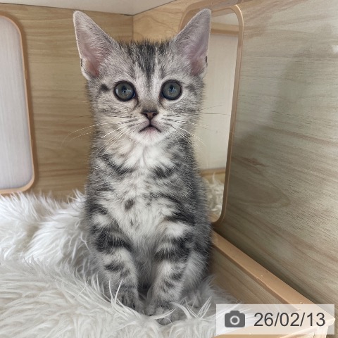 長野県のアメリカンショートヘアー (ペットプラス 須坂店/2025年12月6日生まれ/女の子/シルバーパッチドタビー)の子猫の3枚目の画像