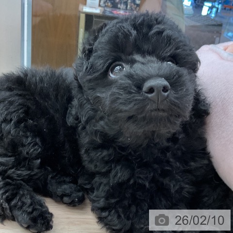 トイ・プードルの写真