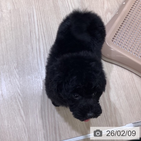 トイ・プードルの写真