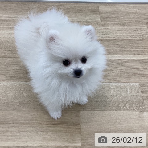 山梨県のポメラニアン (ペットプラス 甲府国母店/2025年12月8日生まれ/男の子/クリーム)の子犬の4枚目の画像
