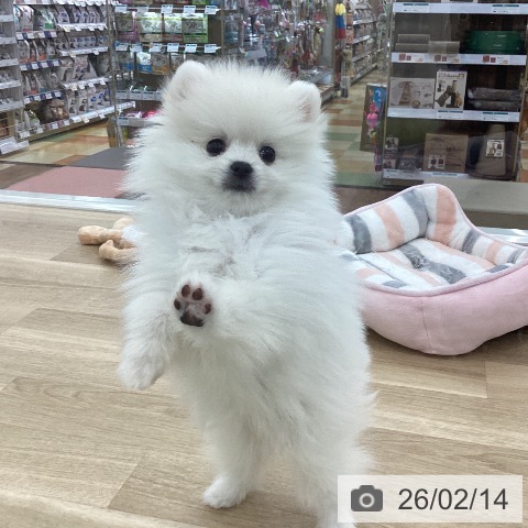 山梨県のポメラニアン (ペットプラス 甲府国母店/2025年12月8日生まれ/男の子/クリーム)の子犬の3枚目の画像