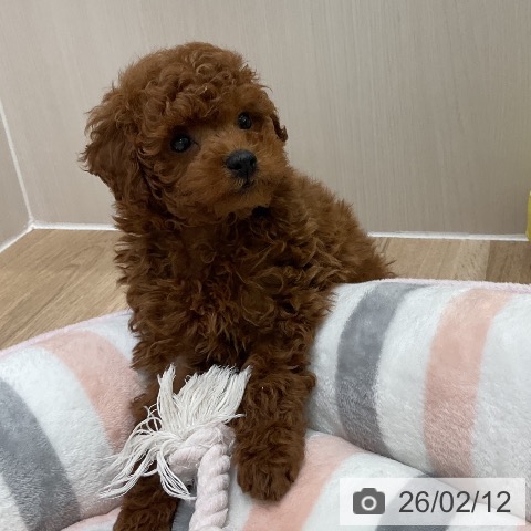 神奈川県のトイプードル(トイ) (ペットプラス 天王町店/2025年12月10日生まれ/男の子/レッド)の子犬の4枚目の画像