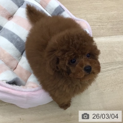 東京都のトイプードル(トイ) (ペットプラス 日の出店/2025年12月10日生まれ/女の子/レッド)の子犬の4枚目の画像