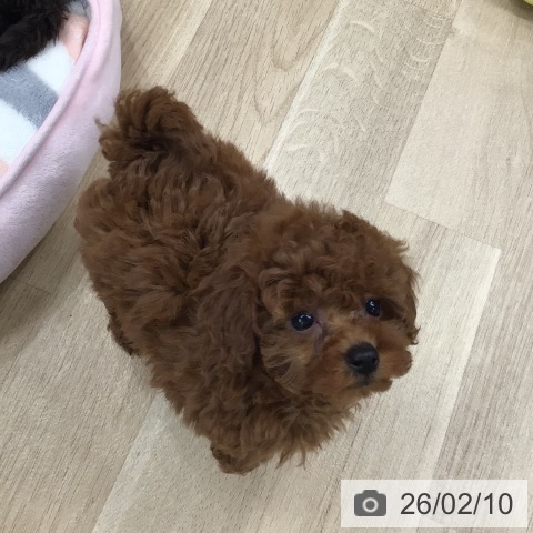 東京都のトイプードル(トイ) (ペットプラス 日の出店/2025年12月10日生まれ/女の子/レッド)の子犬の3枚目の画像