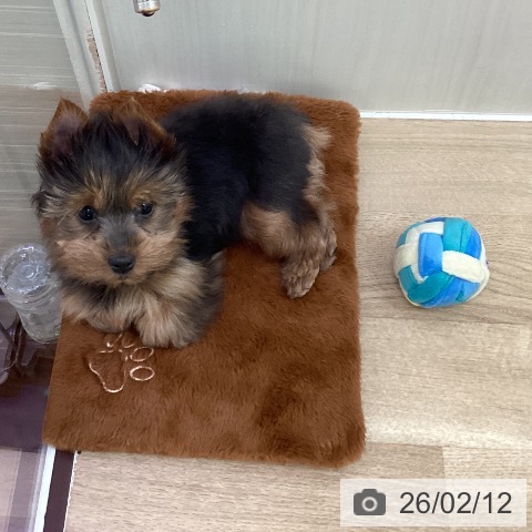 ヨークシャー・テリアの写真