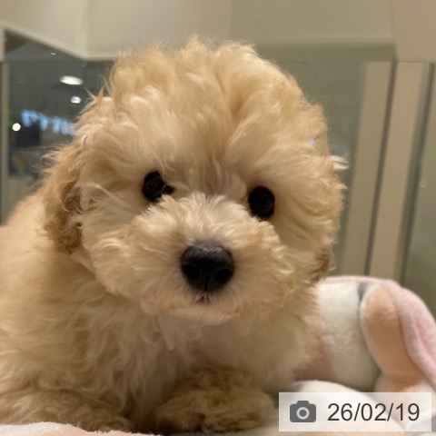 長野県のトイプードル(トイ) (ペットプラス 須坂店/2025年12月9日生まれ/男の子/クリーム)の子犬の4枚目の画像