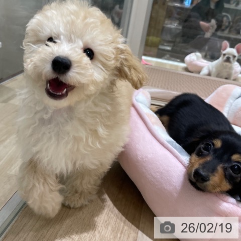 長野県のトイプードル(トイ) (ペットプラス 須坂店/2025年12月9日生まれ/男の子/クリーム)の子犬の3枚目の画像