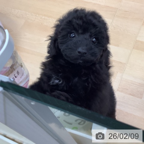 埼玉県のトイプードル(トイ) (ペットプラス 羽生店/2025年12月9日生まれ/女の子/ブラック)の子犬の4枚目の画像