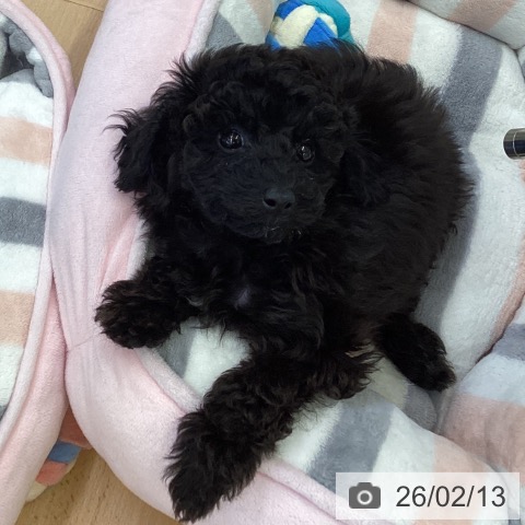 埼玉県のトイプードル(トイ) (ペットプラス 羽生店/2025年12月9日生まれ/女の子/ブラック)の子犬の4枚目の画像