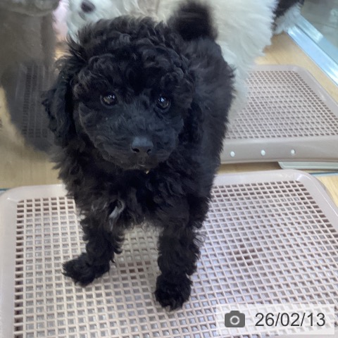 埼玉県のトイプードル(トイ) (ペットプラス 羽生店/2025年12月9日生まれ/女の子/ブラック)の子犬の3枚目の画像