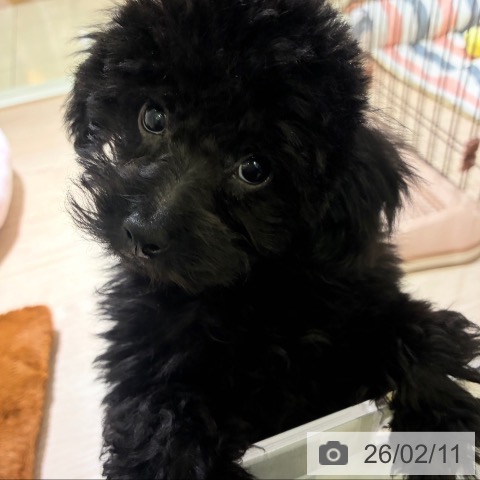 東京都のトイプードル(トイ) (ペットプラス 板橋店/2025年12月5日生まれ/男の子/ブラック)の子犬の4枚目の画像