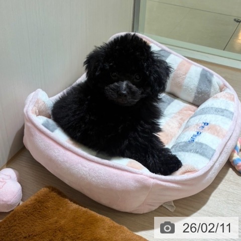 東京都のトイプードル(トイ) (ペットプラス 板橋店/2025年12月5日生まれ/男の子/ブラック)の子犬の3枚目の画像